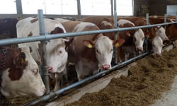Fleckvieh and crossbred Fleckvieh dairy livestock for sale and selection in Northern Ireland